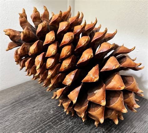 14 X 9 Coulter Widowmaker Pine Cone Etsy