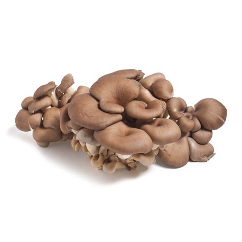 Organic Oyster Mushrooms | Oyster Mushrooms | Baldor Specialty Foods