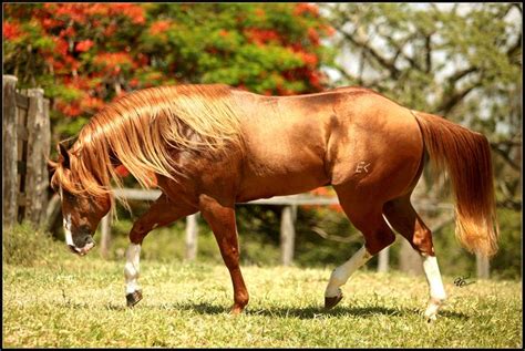 On More Leo Cavalos Quarto De Milha Quarto De Milha Cavalo