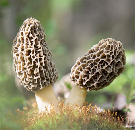 Morel Mushroom Spores | Growing Morels In Your Backyard