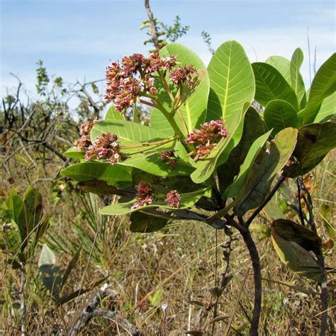 Pin on ANACARDIACEAE