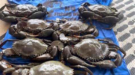 CHRISTMAS HUNT FOR GIANT MUD CRABS Pots Everywhere Turtles