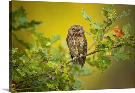 Eurasian Scops Owl Wall Art, Canvas Prints, Framed Prints, Wall Peels ...