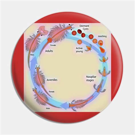Life Cycle of Brine Shrimp - Brine Shrimp - Pin | TeePublic
