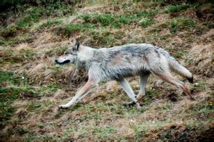 Colorado's Wolf Reintroduction Has Cost Taxpayers Double What They ...