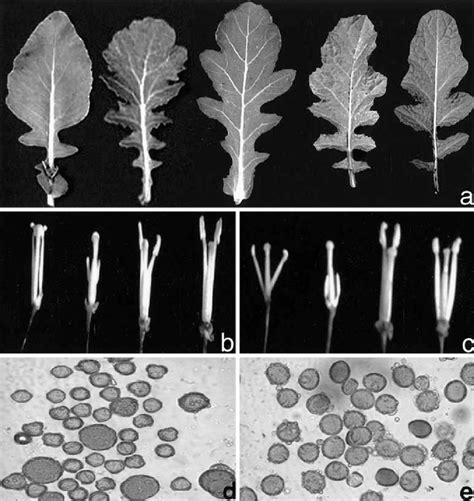 A Leaf Morphology Of Left To Right Brassica Rapa Erucastrum Download Scientific Diagram