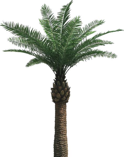 Date Palm PNG Transparent Images