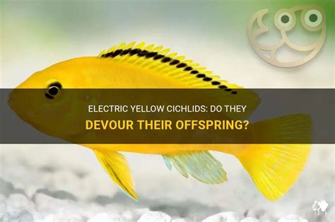 Electric Yellow Cichlids: Do They Devour Their Offspring? | PetShun