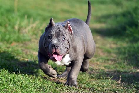 Exotic Bully And Clean Exotic Bully: What Are They Exactly?