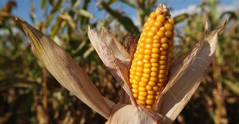 Seeds From the Mead, Nebraska Ethanol Plant Appear to Contain Poison