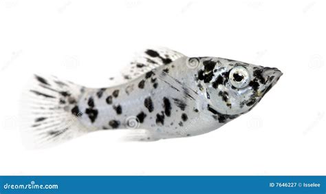 Dalmatian Molly Poecilia Latipinna Stock Image Image Of Exotic