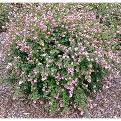 PROVEN WINNERS 4 5 In Qt Proud Berry Coralberry Symphoricarpos Sp