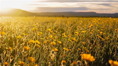 12 Beautiful California Flower Fields You Must Visit This Spring