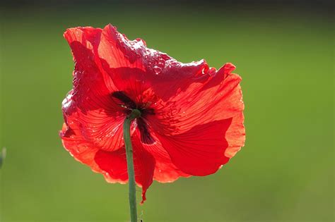 Coquelicot Fleur Plantes Corn Photo Gratuite Sur Pixabay Pixabay