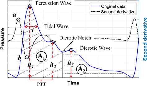 The pulse signal in one cycle with Percussion Wave, Tidal Wave ...