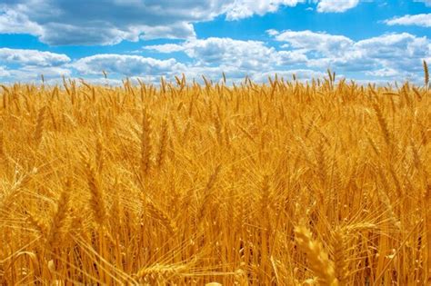 Foto De Campo De Trigo Amarillo Con Cielo Azul Y Nubes En Verano Foto