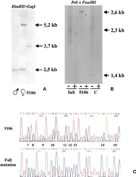 Southern Blot Analysis And Bisulphite Sequencing Of The Fmr Promoter