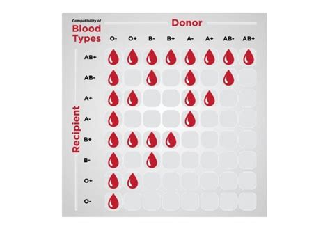 What Is The Most Common And Rarest Blood Type Let S Find Out Here