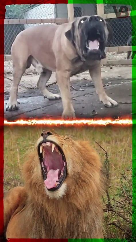 Can A Boerboel Kill A Lion