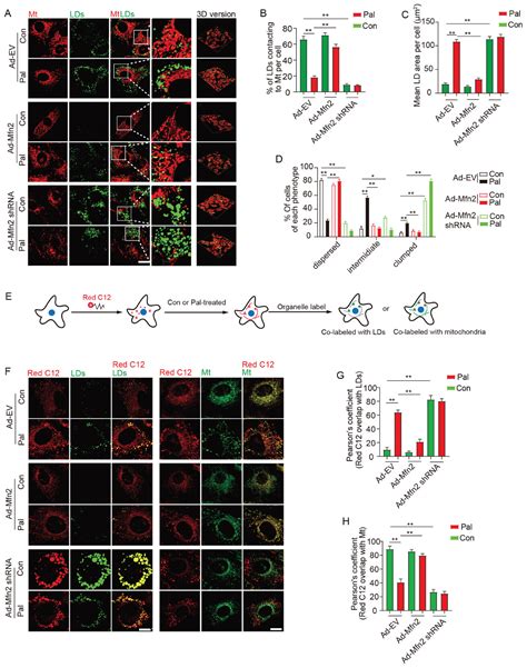 Mfn Hsc Complex Mediates The Formation Of Mitochondrialipid