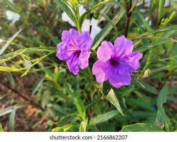 Purple Flower Plant Ruellia Simplex Mexican Stock Photo 2166862207 ...