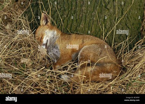 vulpes vulpes / red fox - sleeping Stock Photo - Alamy