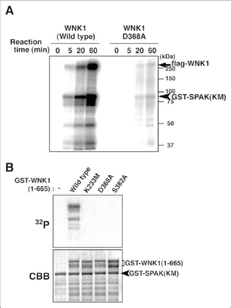 Wnk Directly Phosphorylates Spak Protein A Wild Type Wnk But Not