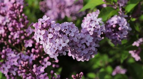 How To Plant Grow And Care For Lilacs In Your Garden