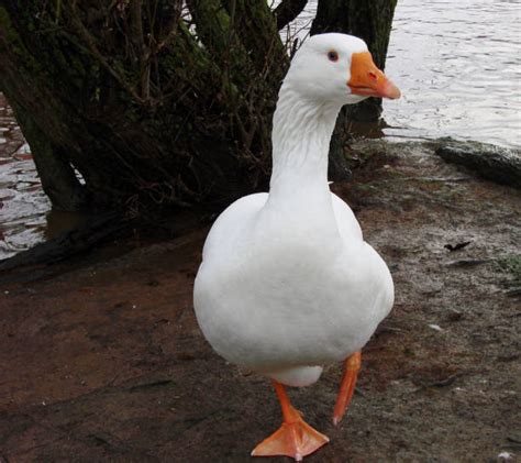 Toulouse Goose Stock Photos Pictures And Royalty Free Images Istock