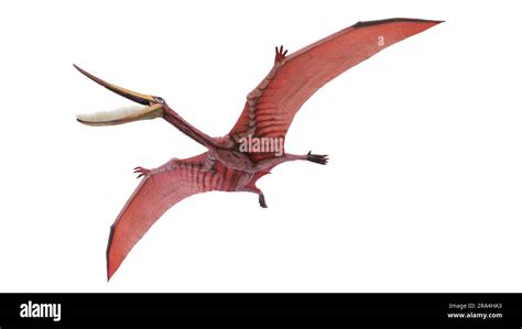 Pterodaustro Size