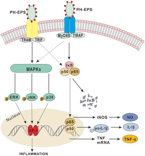 Exopolysaccharide From Paecilomyces Lilacinus Modulates Macrophage