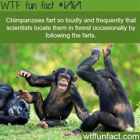 Wtf Fun Facts Pics