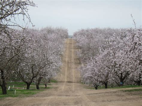 Farmers Wary Of Too Much Water From Weather Ruining Crops - capradio.org