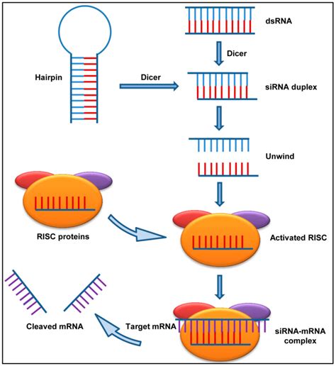 Mechanism Of Action Of Short Interfering Rnas Sirna The Presence Of