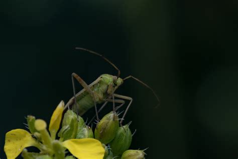 Brown Praying Mantis In Close-up Photography · Free Stock Photo