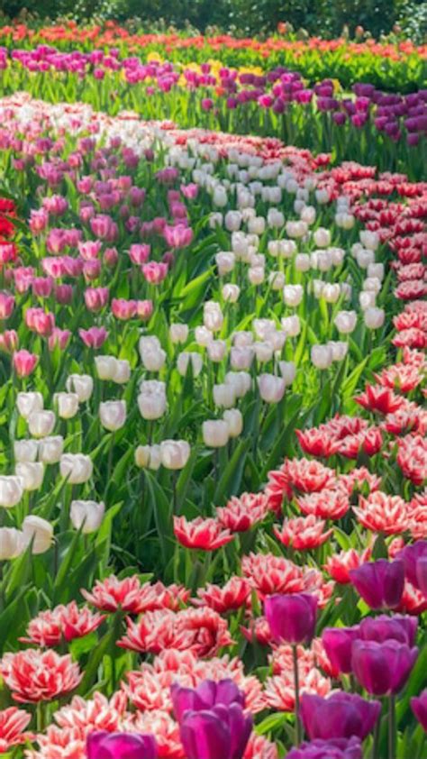 Tulip garden | Tulips garden, Tulips, Garden design