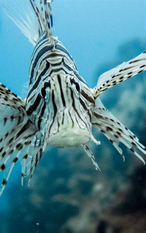 fish identification learn  fish species