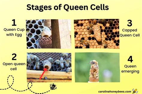 The Queen Cell Timeline of Honey Bees- Carolina Honeybees