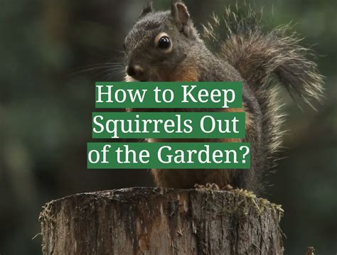 How To Keep Squirrels Out Of The Garden Gardenprofy