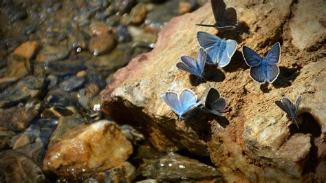 Rediscovering the Palos Verdes Blue Butterfly