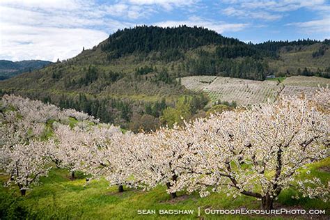 Cherry Orchard 5 Stock Image Columbia Gorge Oregon Sean Bagshaw