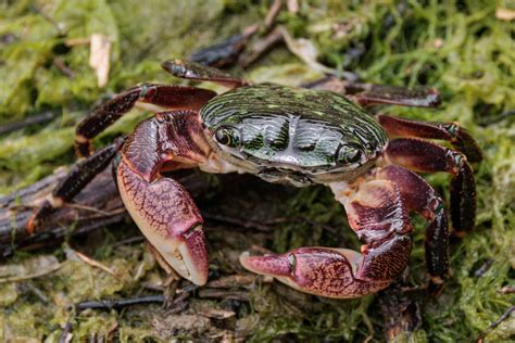 Striped Shore Crab Pachygrapsus Crassipes Seen Along A H Flickr