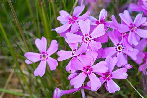 Little pink flowers, pink background with little flowers. 16937805 ...