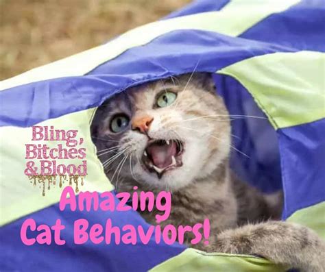 Cat Behaviors? Top 3 Amazing Things You Need to Know