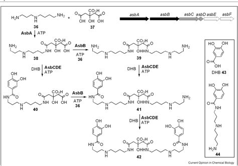 Figure From Recent Advances In Siderophore Biosynthesis Semantic