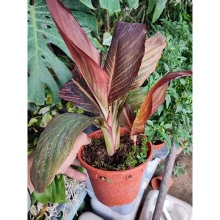 Canna Tropicanna plant ( pokok bunga tasbih) | Shopee Malaysia