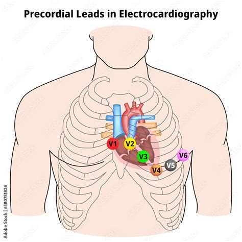 Electrocardiogram Purpose Physiology And Practicalities Nursing Times