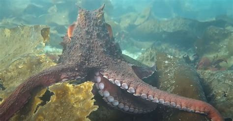 Breathtaking Vancouver Island Diver Gets Cuddly With Friendly