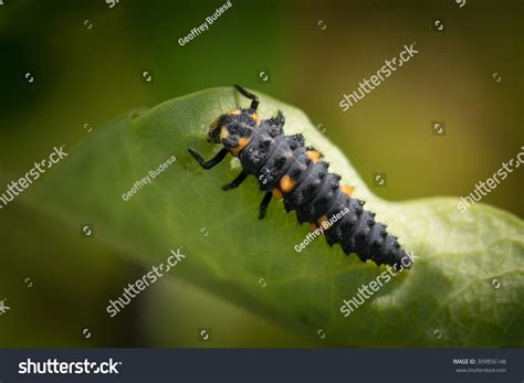 Ladybug Larvae Stock Photo 309856148 | Shutterstock