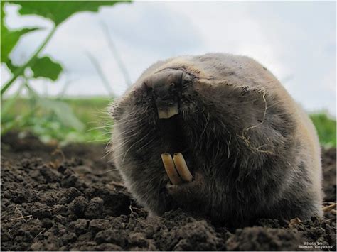 Борьба с маленьким голеньким слепышом, фото